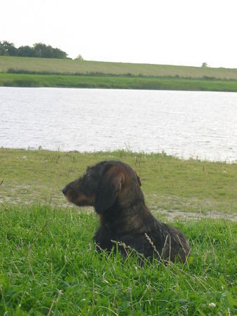 Rauhhaardackel (Zwergdackel) Hunde Foto 26933 in höherer Auflösung ansehen Rauhhaardackel (Zwergdackel) Streck die Nase in den Nordseewind!