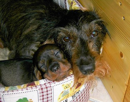 Rauhhaardackel (Zwergdackel) Hunde Foto 32021 Rauhhaardackel (Zwergdackel) Cyra u. Gretchen von der Josefshöhe