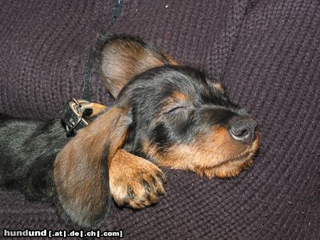 Rauhhaardackel (Zwergdackel) Hunde Foto 7557 Rauhhaardackel (Zwergdackel) EDI