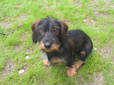 Rauhhaardackel (Zwergdackel) Hunde Foto 27335 in höherer Auflösung ansehen Rauhhaardackel (Zwergdackel) Unser Lümmel Anton