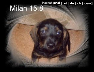 Rauhhaardackel (Zwergdackel) Hunde Foto 24549 Rauhhaardackel (Zwergdackel) Milan