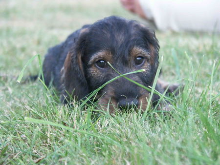 Rauhhaardackel (Zwergdackel) Hunde Foto 38862 Rauhhaardackel (Zwergdackel) Casper!