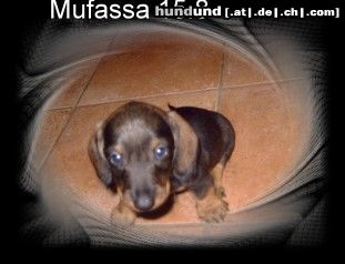 Rauhhaardackel (Zwergdackel) Hunde Foto 24551 Rauhhaardackel (Zwergdackel) Mufassa