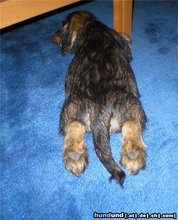 Rauhhaardackel (Zwergdackel) Odini