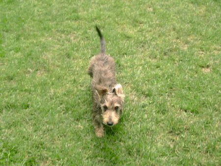 Rauhhaardackel (Zwergdackel) Hunde Foto 31645 Rauhhaardackel (Zwergdackel) Martischa von der Hommelheide