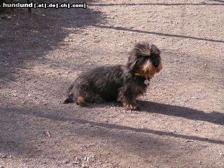 Rauhhaardackel (Zwergdackel) Hunde Foto 20941 in höherer Auflösung ansehen Rauhhaardackel (Zwergdackel) Apolonia