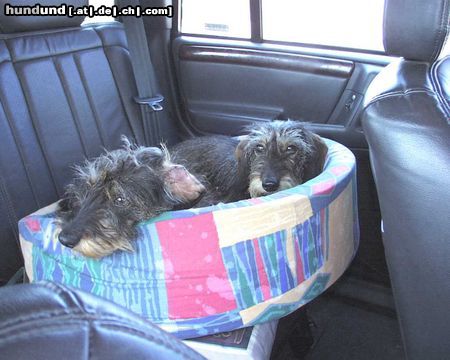 Rauhhaardackel (Zwergdackel) Hunde Foto 22371 Rauhhaardackel (Zwergdackel) sind wir bald da?