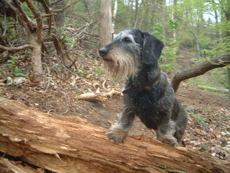 Rauhhaardackel (Zwergdackel) Hunde Foto 39267 Rauhhaardackel (Zwergdackel) Benny