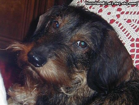 Rauhhaardackel (Zwergdackel) unser liebes Dackelweibchen Berni