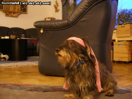 Rauhhaardackel (Zwergdackel) Hunde Foto 44940 Rauhhaardackel (Zwergdackel) unser Dackel Kobold