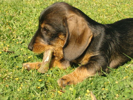 Rauhhaardackel (Zwergdackel) Hunde Foto 39376 Rauhhaardackel (Zwergdackel) Quax