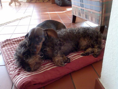 Rauhhaardackel (Zwergdackel) Hunde Foto 38101 in höherer Auflösung ansehen Rauhhaardackel (Zwergdackel)