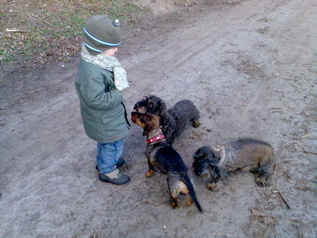 Rauhhaardackel (Zwergdackel) Hunde Foto 38099 in höherer Auflösung ansehen Rauhhaardackel (Zwergdackel)