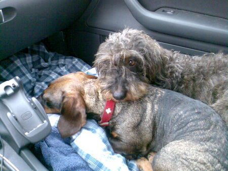 Rauhhaardackel (Zwergdackel) Hunde Foto 38097 in höherer Auflösung ansehen Rauhhaardackel (Zwergdackel)