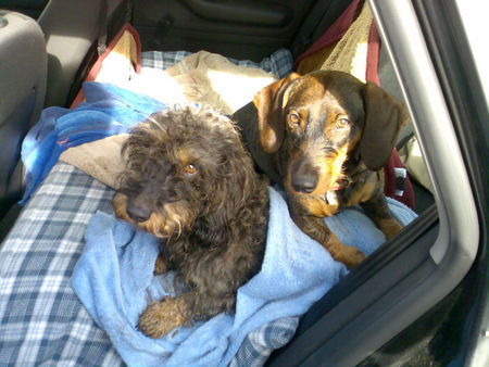 Rauhhaardackel (Zwergdackel) Hunde Foto 38100 in höherer Auflösung ansehen Rauhhaardackel (Zwergdackel)