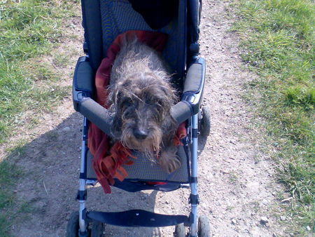 Rauhhaardackel (Zwergdackel) Hunde Foto 38102 in höherer Auflösung ansehen Rauhhaardackel (Zwergdackel)