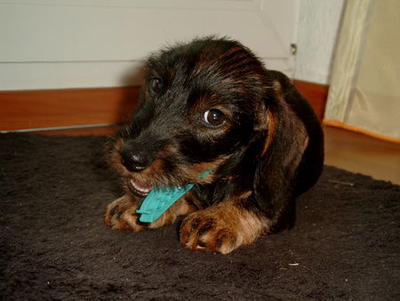Rauhhaardackel (Zwergdackel) Hunde Foto 28088 in höherer Auflösung ansehen Rauhhaardackel (Zwergdackel) Otti-Anton vom Fladder, 4 Monate