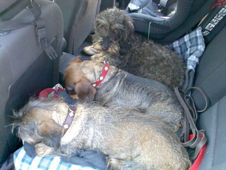 Rauhhaardackel (Zwergdackel) Hunde Foto 38103 in höherer Auflösung ansehen Rauhhaardackel (Zwergdackel)