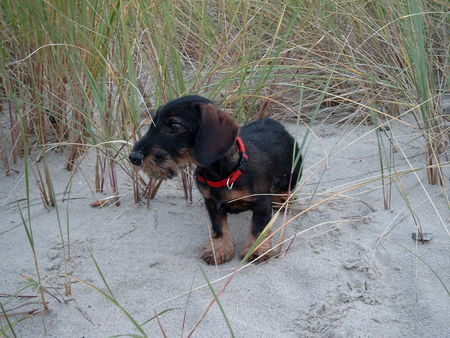 Rauhhaardackel (Zwergdackel) Hunde Foto 28089 in höherer Auflösung ansehen Rauhhaardackel (Zwergdackel) Otti-Anton vom Fladder, 5 Monate