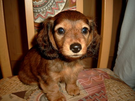 Rauhhaardackel (Zwergdackel) Hunde Foto 31533 in höherer Auflösung ansehen Rauhhaardackel (Zwergdackel) willi