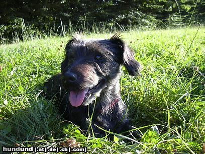 Rauhhaardackel (Zwergdackel) Hunde Foto 10064 Rauhhaardackel (Zwergdackel) Dascha (RauhaarDackel-CairnTerrierMix)