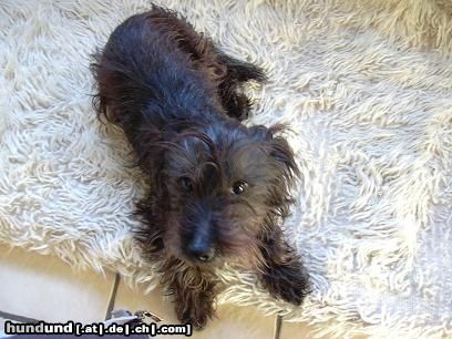 Rauhhaardackel (Zwergdackel) Hunde Foto 10065 Rauhhaardackel (Zwergdackel) Dascha (RauhaarDackel-CairnTerrierMix)
