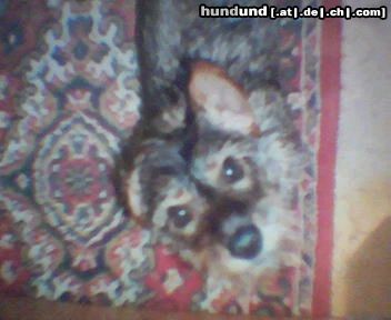 Rauhhaardackel (Zwergdackel) Hunde Foto 17038 in höherer Auflösung ansehen Rauhhaardackel (Zwergdackel) Das ist unsere 1 Jahr alte Dackeldame Bonnie