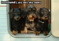 Rauhhaardackel (Zwergdackel) Hunde Foto 6837 Rauhhaardackel (Zwergdackel) Burgy, Haane und Idje