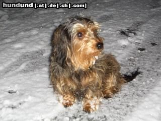 Rauhhaardackel (Zwergdackel) Hunde Foto 20605 in höherer Auflösung ansehen Rauhhaardackel (Zwergdackel) Zwergrauhaardackel Ella