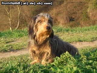 Rauhhaardackel (Zwergdackel) Hunde Foto 20606 in höherer Auflösung ansehen Rauhhaardackel (Zwergdackel) Zwergrauhaardackel Ella