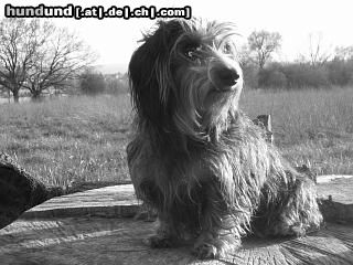 Rauhhaardackel (Zwergdackel) Hunde Foto 20607 in höherer Auflösung ansehen Rauhhaardackel (Zwergdackel) Zwergrauhaardackel Ella