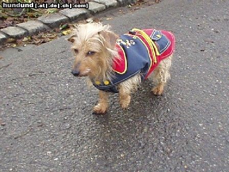 Rauhhaardackel (Zwergdackel) Hunde Foto 17379 Rauhhaardackel (Zwergdackel) Ich heisse C.J.und es ist ziemlich kalt bei uns deshalb hat mein Frauchen mir ein warmes Mäntelchen gekauft.Wuff jetzt geht es mir gut den ich habe auch draussen warm.