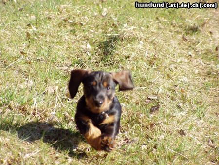 Rauhhaardackel (Zwergdackel) Hunde Foto 21715 Rauhhaardackel (Zwergdackel) Hallo hier komm ich...