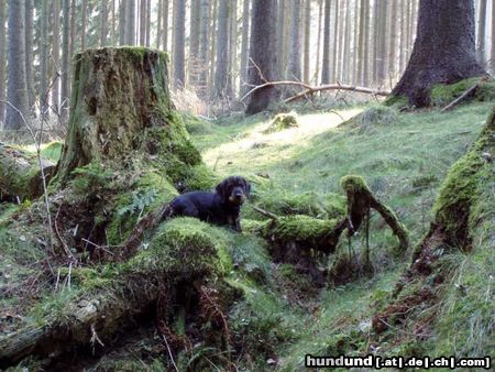 Rauhhaardackel (Zwergdackel) Hunde Foto 21441 Rauhhaardackel (Zwergdackel) Carlo vom Jungfernbörnchen im Wald