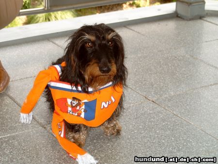 Rauhhaardackel (Zwergdackel) Hunde Foto 15676 in höherer Auflösung ansehen Rauhhaardackel (Zwergdackel) Europameisterschaft 2004