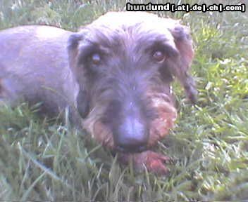 Rauhhaardackel (Zwergdackel) Hunde Foto 22547 Rauhhaardackel (Zwergdackel) der benno auf der sommer wiese