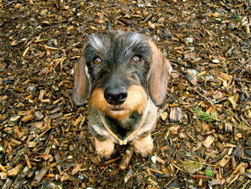 Rauhhaardackel (Zwergdackel) Hunde Foto 41379 in höherer Auflösung ansehen Rauhhaardackel (Zwergdackel)