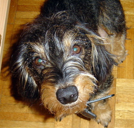 Rauhhaardackel (Zwergdackel) Hunde Foto 41186 in höherer Auflösung ansehen Rauhhaardackel (Zwergdackel) Tosko, genannt Rocky