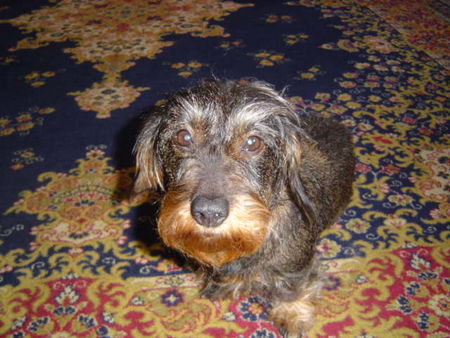 Rauhhaardackel (Zwergdackel) Hunde Foto 30363 in höherer Auflösung ansehen Rauhhaardackel (Zwergdackel) Ronja mit 10