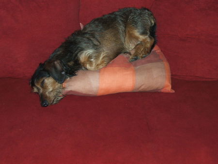 Rauhhaardackel (Zwergdackel) Hunde Foto 39952 in höherer Auflösung ansehen Rauhhaardackel (Zwergdackel) Bin ich müde!
