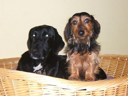 Rauhhaardackel (Zwergdackel) Hunde Foto 39951 in höherer Auflösung ansehen Rauhhaardackel (Zwergdackel) Nike mit Paul(werde schon 4 Jahre alt)