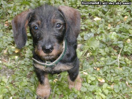 Rauhhaardackel (Zwergdackel) Hunde Foto 18268 in höherer Auflösung ansehen Rauhhaardackel (Zwergdackel) Leni, als sie 3 monate alt war.