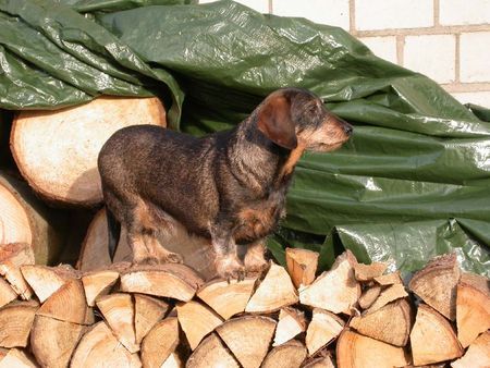 Rauhhaardackel (Zwergdackel) Hunde Foto 39374 in höherer Auflösung ansehen Rauhhaardackel (Zwergdackel) Bonnie