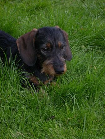 Rauhhaardackel (Zwergdackel) Hunde Foto 39268 in höherer Auflösung ansehen Rauhhaardackel (Zwergdackel) Quax