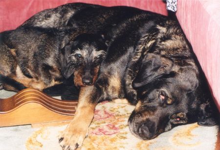 Rauhhaardackel (Zwergdackel) Hunde Foto 39325 in höherer Auflösung ansehen Rauhhaardackel (Zwergdackel) Benny und seine Rottweiler-Schäferhund Mischung Freundin