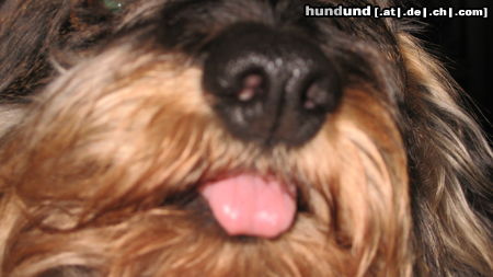 Rauhhaardackel (Zwergdackel) Hunde Foto 46225 Rauhhaardackel (Zwergdackel) Zünglein