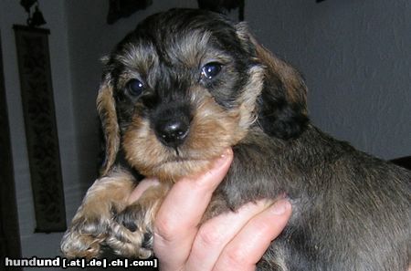 Rauhhaardackel (Zwergdackel) Hunde Foto 15642 in höherer Auflösung ansehen Rauhhaardackel (Zwergdackel) Ich bin doch noch sooo klein!