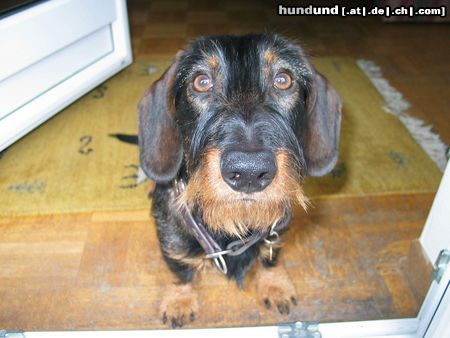 Rauhhaardackel (Zwergdackel) Hunde Foto 7556 Rauhhaardackel (Zwergdackel) EDI 7 Monate