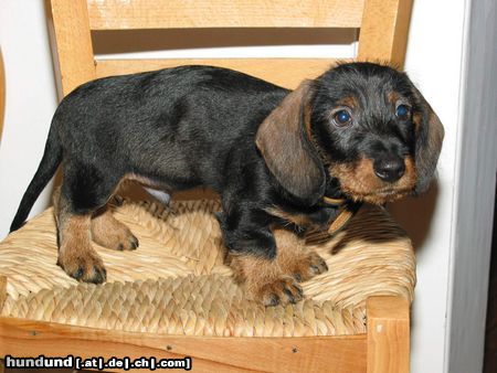Rauhhaardackel (Zwergdackel) Hunde Foto 7554 Rauhhaardackel (Zwergdackel) EDI