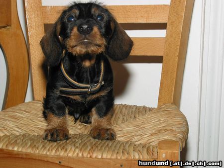 Rauhhaardackel (Zwergdackel) Hunde Foto 7553 Rauhhaardackel (Zwergdackel) Edi erst kurz bei uns